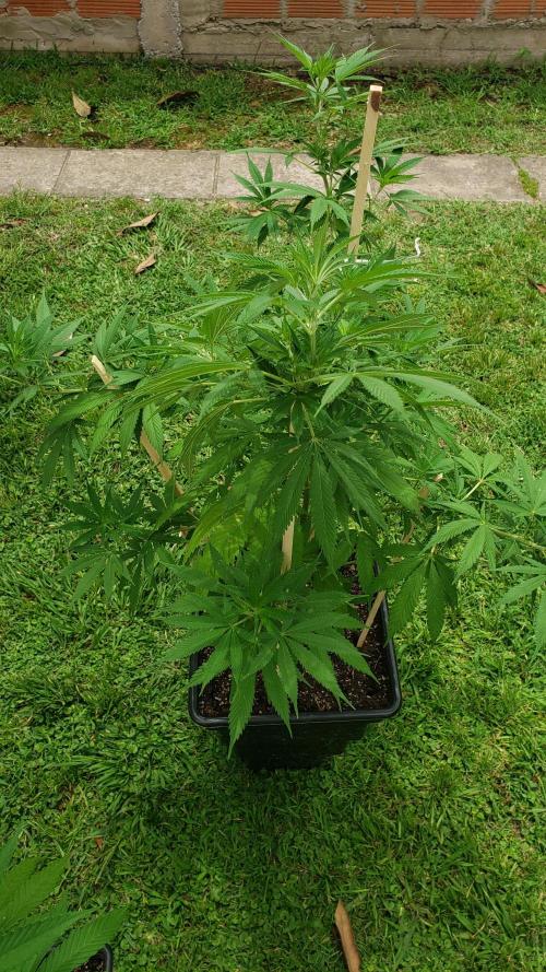 laughing budda Regular 25/26 - Outdoor. Week 9