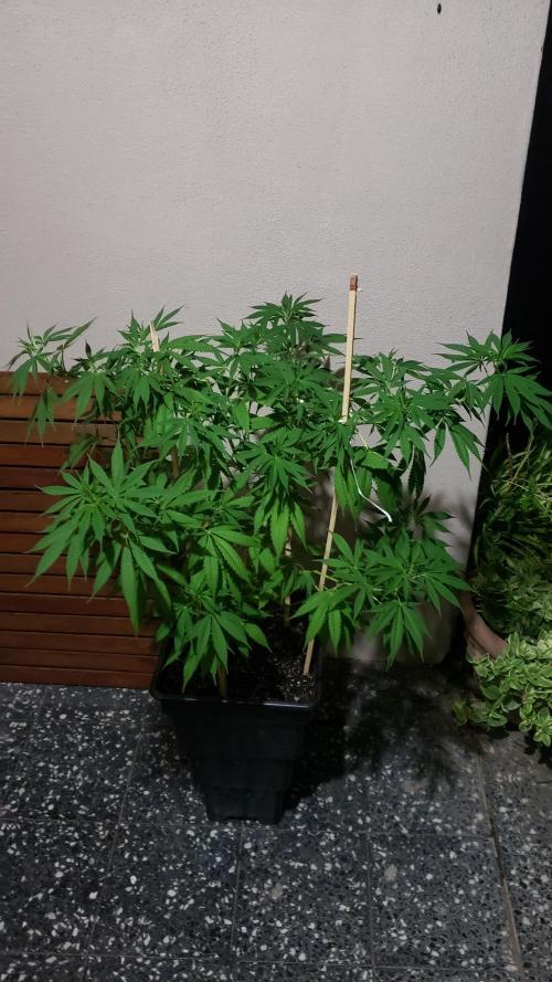 laughing budda Regular 25/26 - Outdoor. Week 9