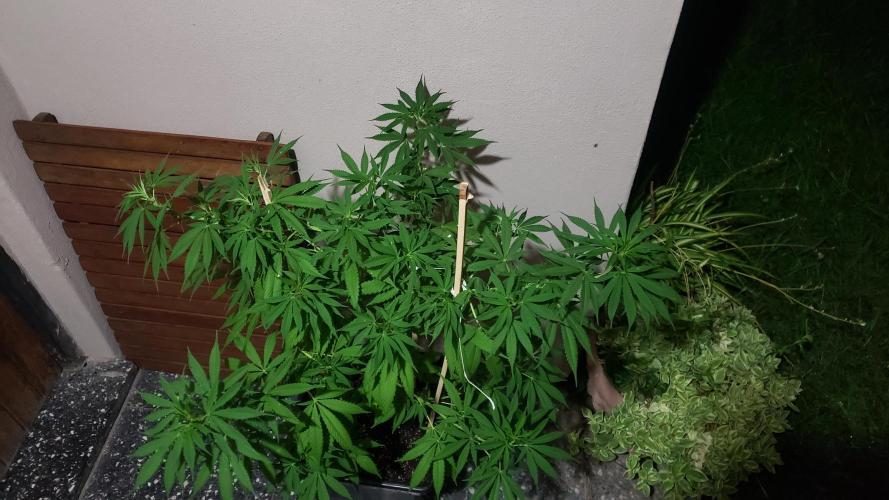 laughing budda Regular 25/26 - Outdoor. Week 9