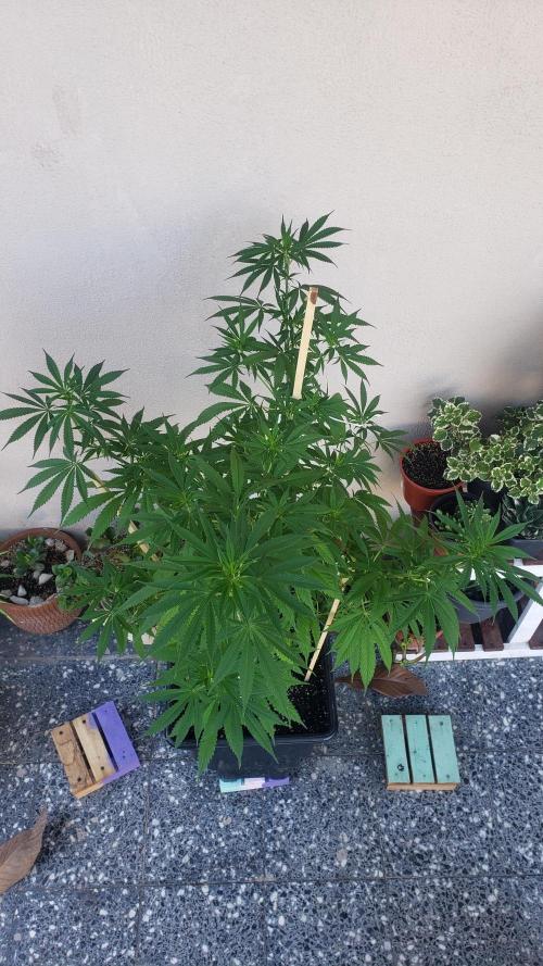 laughing budda Regular 25/26 - Outdoor. Week 9