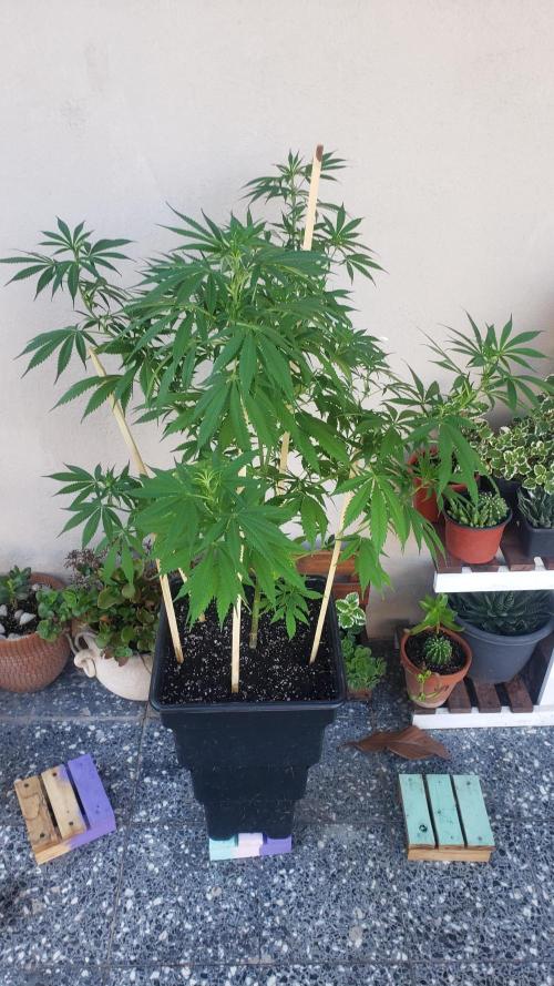 laughing budda Regular 25/26 - Outdoor. Week 9