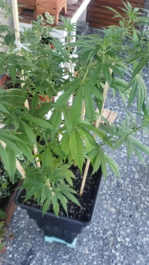 laughing budda Regular 25/26 - Outdoor