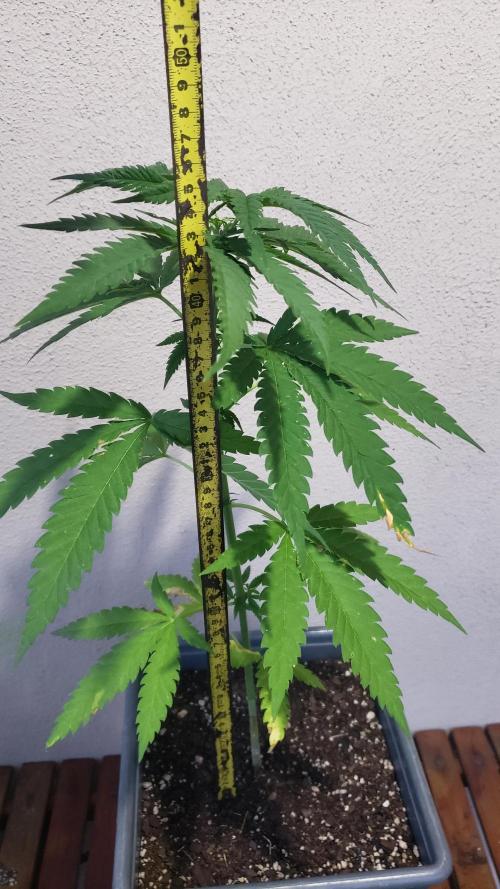BIG BANG  divine seeds - Outdoor2026. Week 8