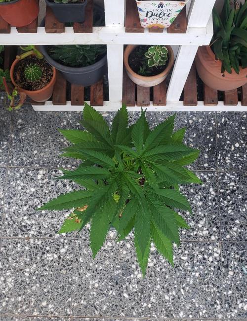 BIG BANG  divine seeds - Outdoor2026. Week 8