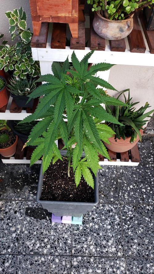 BIG BANG  divine seeds - Outdoor2026. Week 8