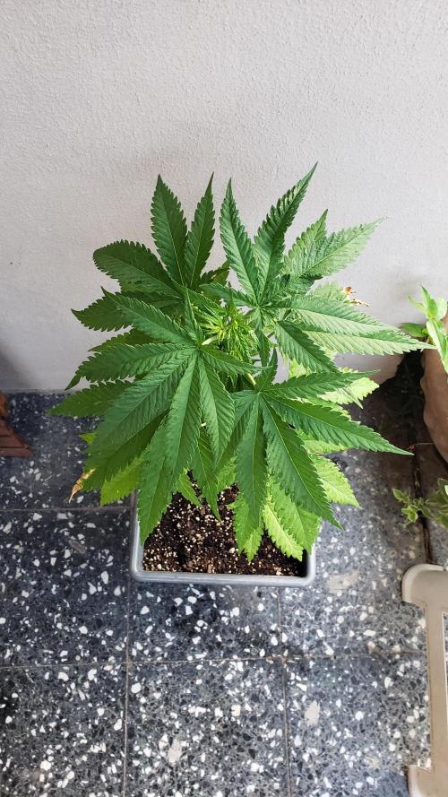 BIG BANG  divine seeds - Outdoor2026. Week 8