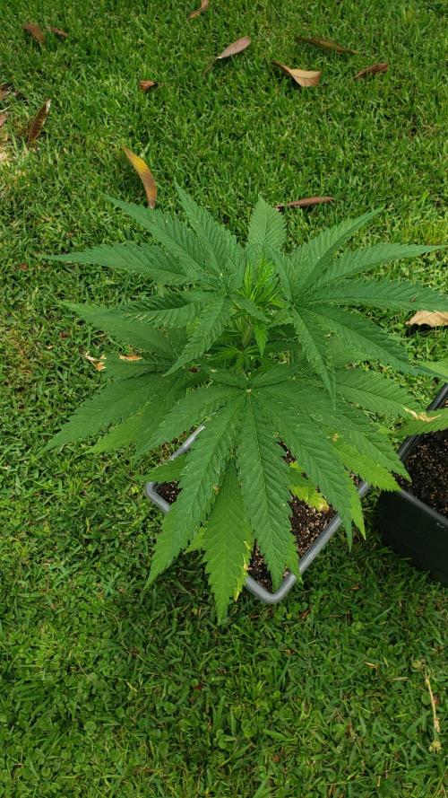 BIG BANG  divine seeds - Outdoor2026. Week 8