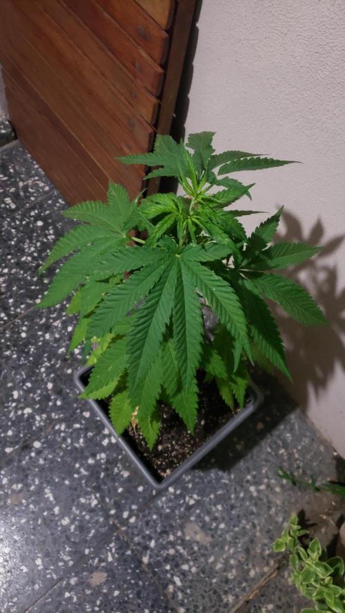 BIG BANG  divine seeds - Outdoor2026. Week 8