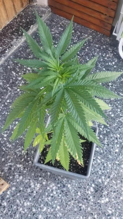 BIG BANG divine seeds - Outdoor2026