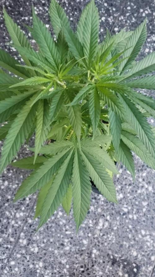 Gorilla Cookies FF - Outdoor 2026