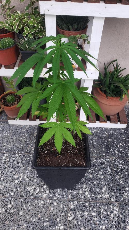 Gorilla Cookies FF - Outdoor 2026. Week 5