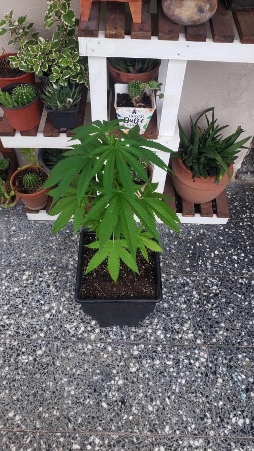 Gorilla Cookies FF - Outdoor 2026. Week 5