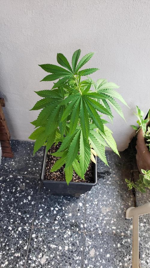 Gorilla Cookies FF - Outdoor 2026. Week 5