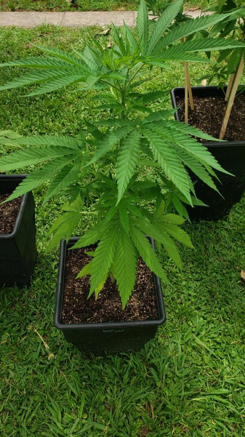 Gorilla Cookies FF - Outdoor 2026. Week 5