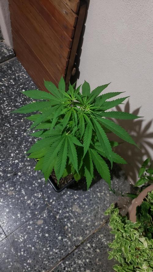 Gorilla Cookies FF - Outdoor 2026. Week 5