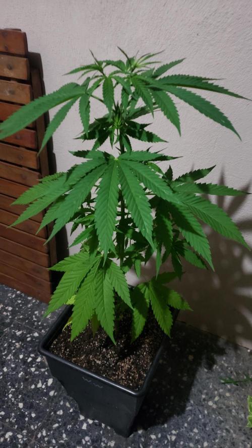 Gorilla Cookies FF - Outdoor 2026. Week 5