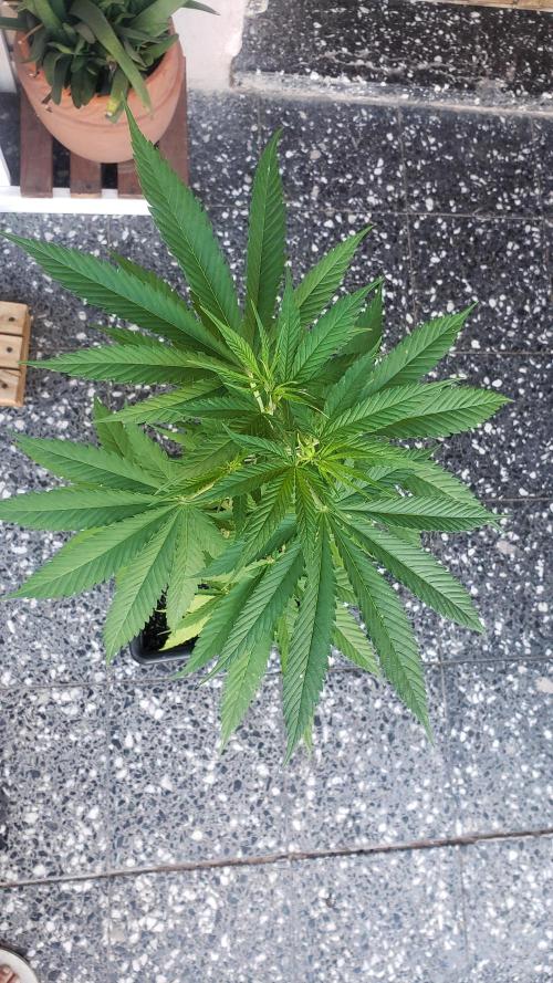 Gorilla Cookies FF - Outdoor 2026. Week 5