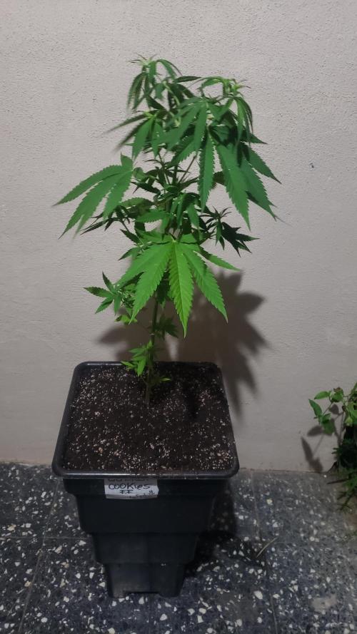 Gorilla Cookies FF - Outdoor 2026. Week 6