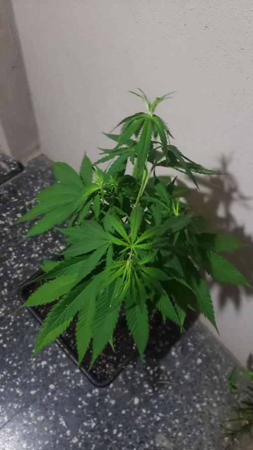 Gorilla Cookies FF - Outdoor 2026. Week 6