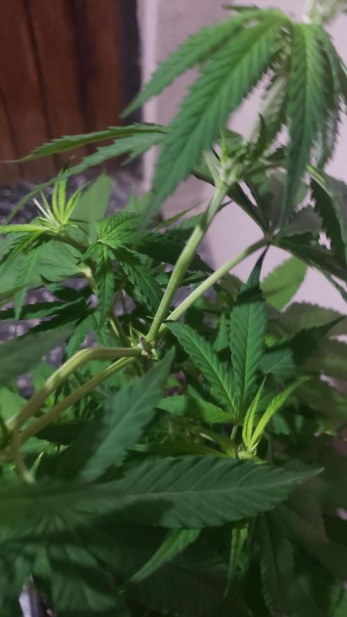 Gorilla Cookies FF - Outdoor 2026. Week 6