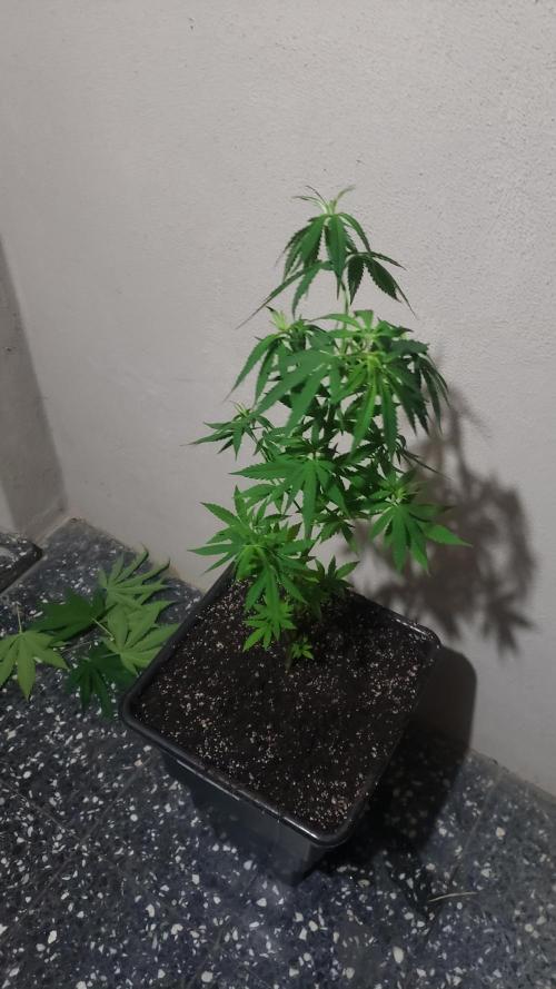 Gorilla Cookies FF - Outdoor 2026. Week 6