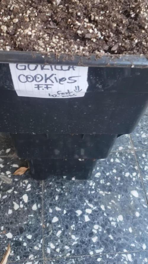 Gorilla Cookies FF - Outdoor 2026