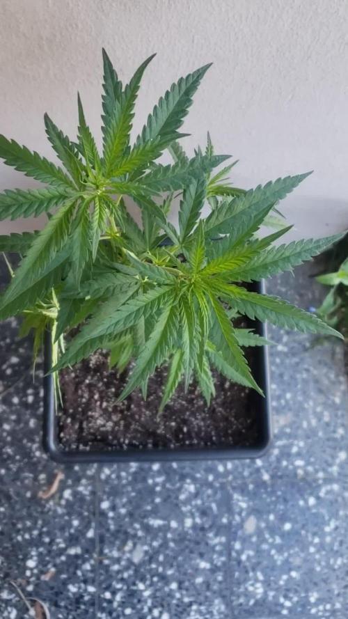 BIG BANG  divine seeds - Outdoor2026