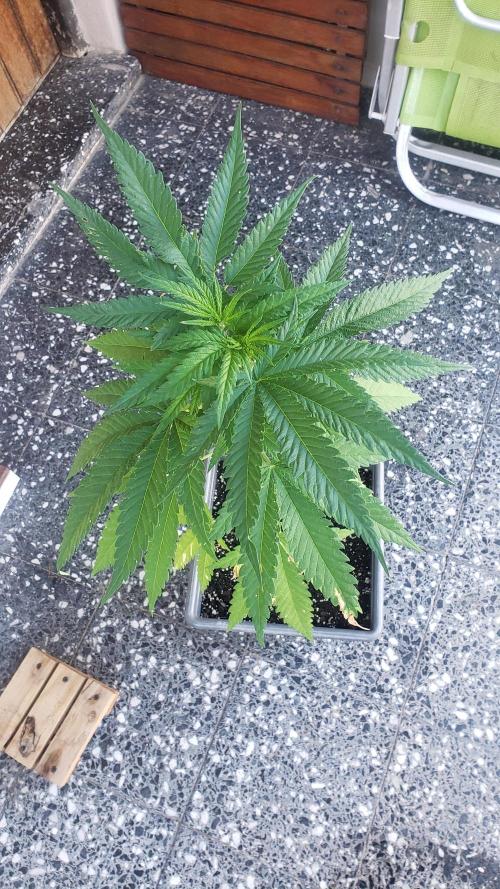 BIG BANG  divine seeds - Outdoor2026. Week 9