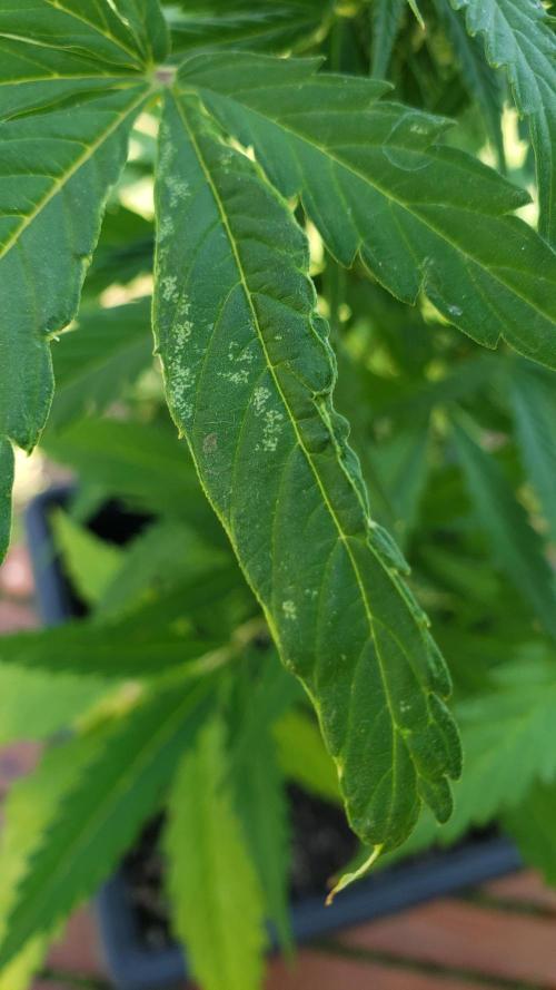 BIG BANG  divine seeds - Outdoor2026. Week 9