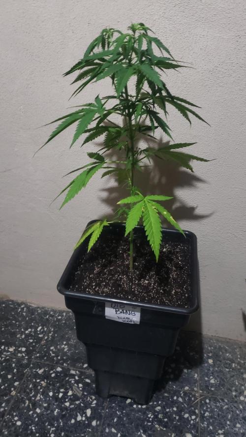 BIG BANG  divine seeds - Outdoor2026. Week 9
