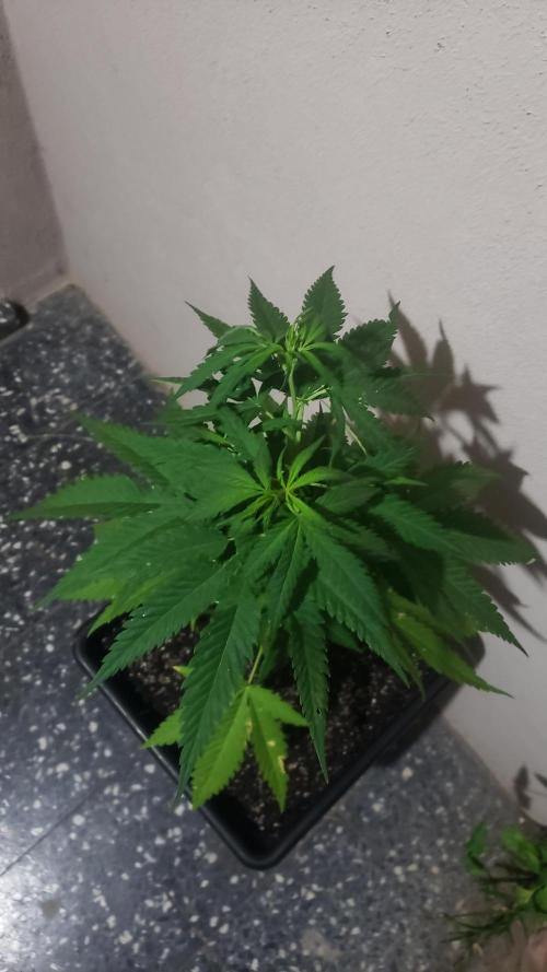 BIG BANG  divine seeds - Outdoor2026. Week 9