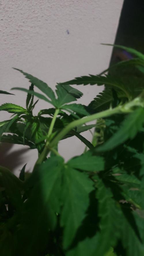 BIG BANG  divine seeds - Outdoor2026. Week 9