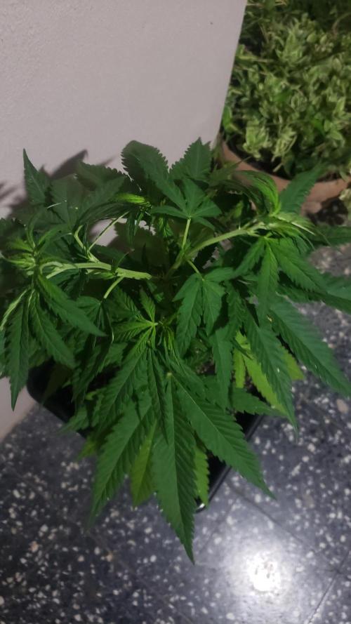 BIG BANG  divine seeds - Outdoor2026. Week 9