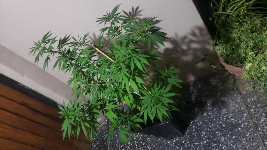 laughing budda Regular 25/26 - Outdoor. Week 10