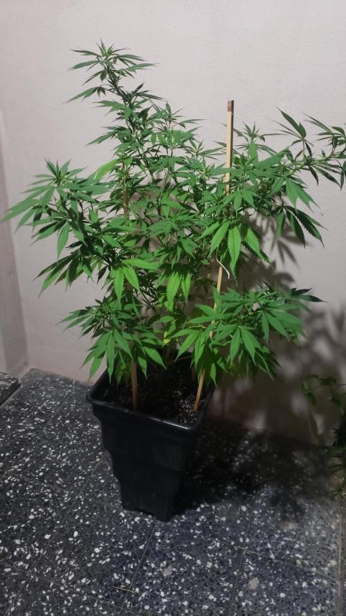 laughing budda Regular 25/26 - Outdoor. Week 10