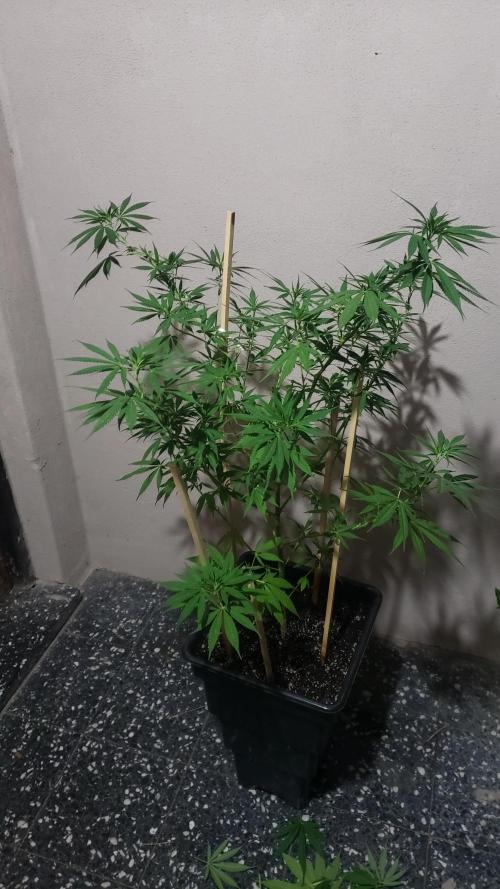 laughing budda Regular 25/26 - Outdoor. Week 10