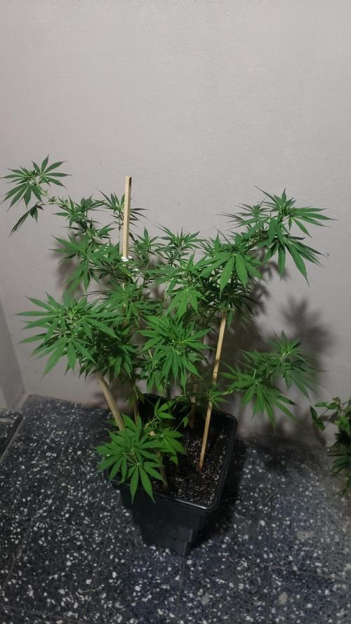 laughing budda Regular 25/26 - Outdoor. Week 10