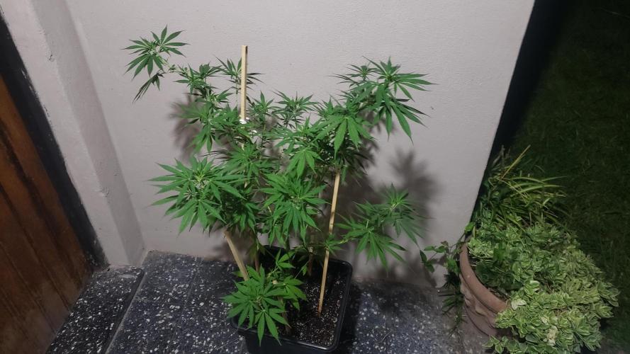 laughing budda Regular 25/26 - Outdoor. Week 10