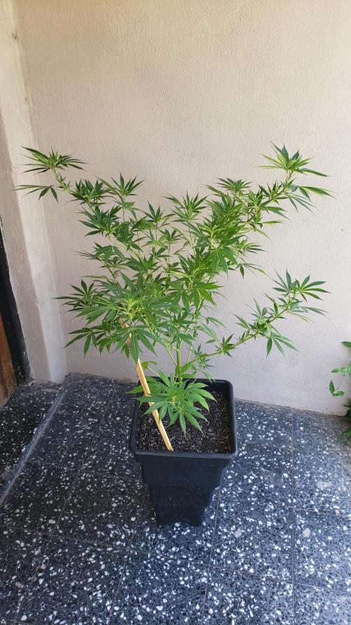 Gorilla Cookies FF - Outdoor 2026. Week 7