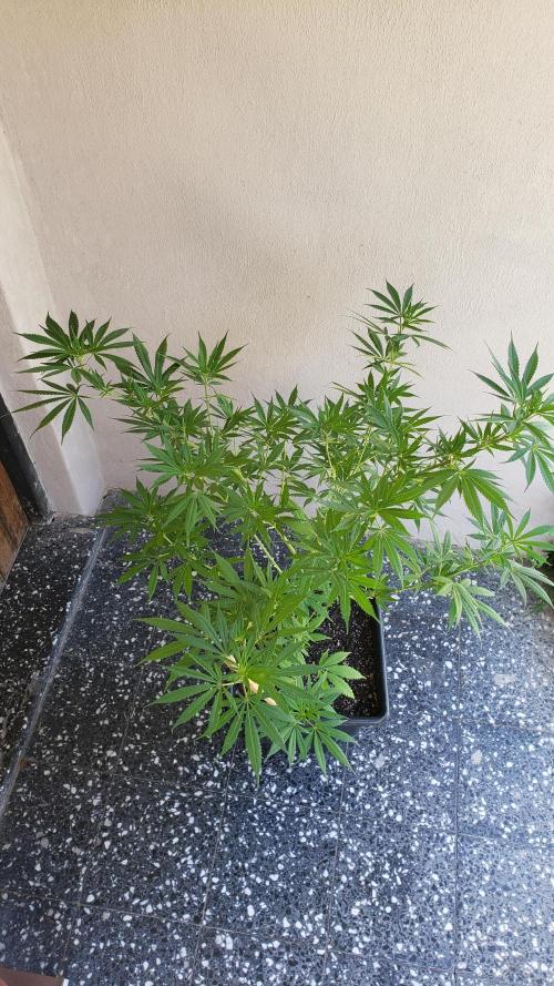 Gorilla Cookies FF - Outdoor 2026. Week 7