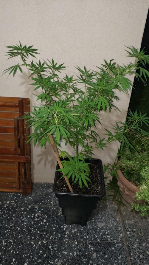 Gorilla Cookies FF - Outdoor 2026. Week 7