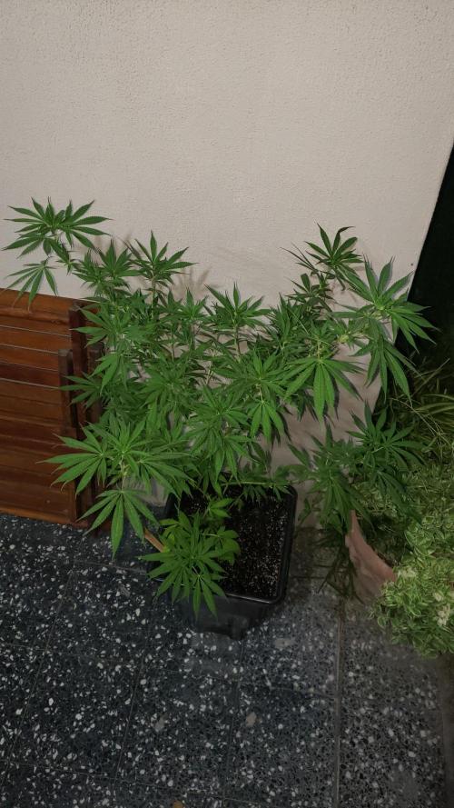 Gorilla Cookies FF - Outdoor 2026. Week 7