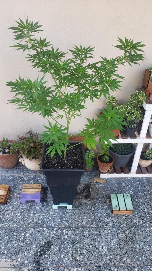 Gorilla Cookies FF - Outdoor 2026. Week 7