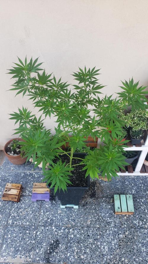 Gorilla Cookies FF - Outdoor 2026. Week 7