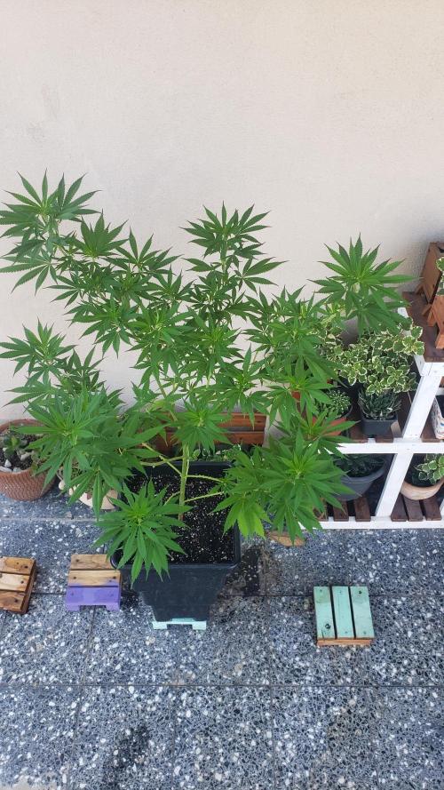 Gorilla Cookies FF - Outdoor 2026. Week 7