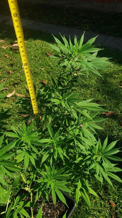 Gorilla Cookies FF - Outdoor 2026. Week 7