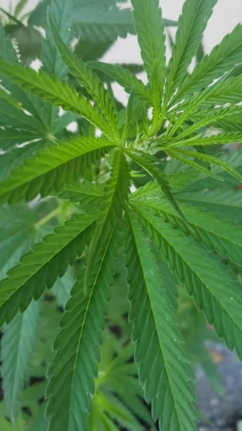 Gorilla Cookies FF - Outdoor 2026