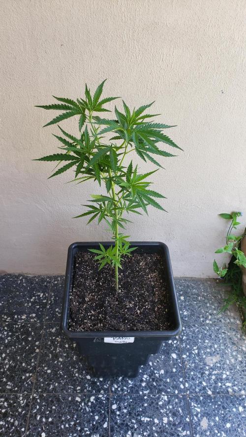 BIG BANG  divine seeds - Outdoor2026. Week 10