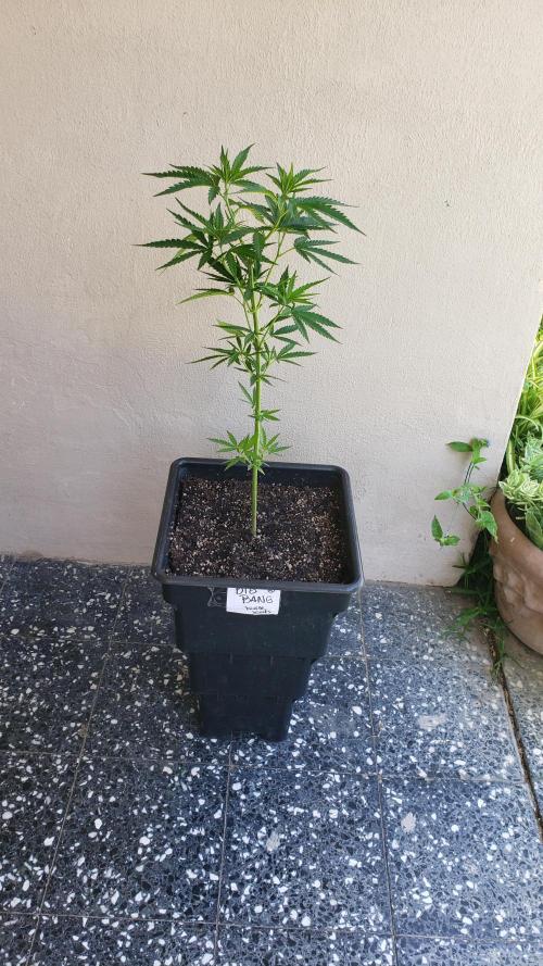 BIG BANG  divine seeds - Outdoor2026. Week 10