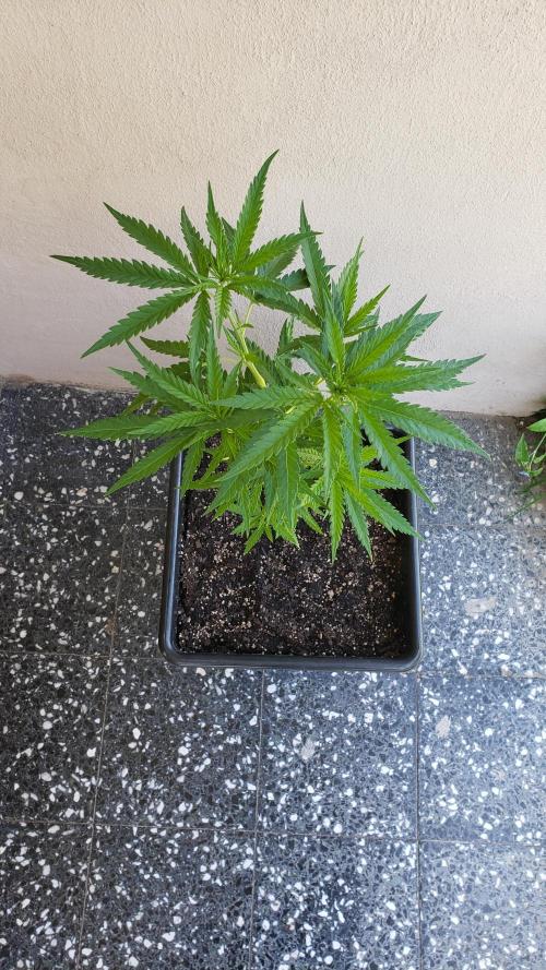 BIG BANG  divine seeds - Outdoor2026. Week 10